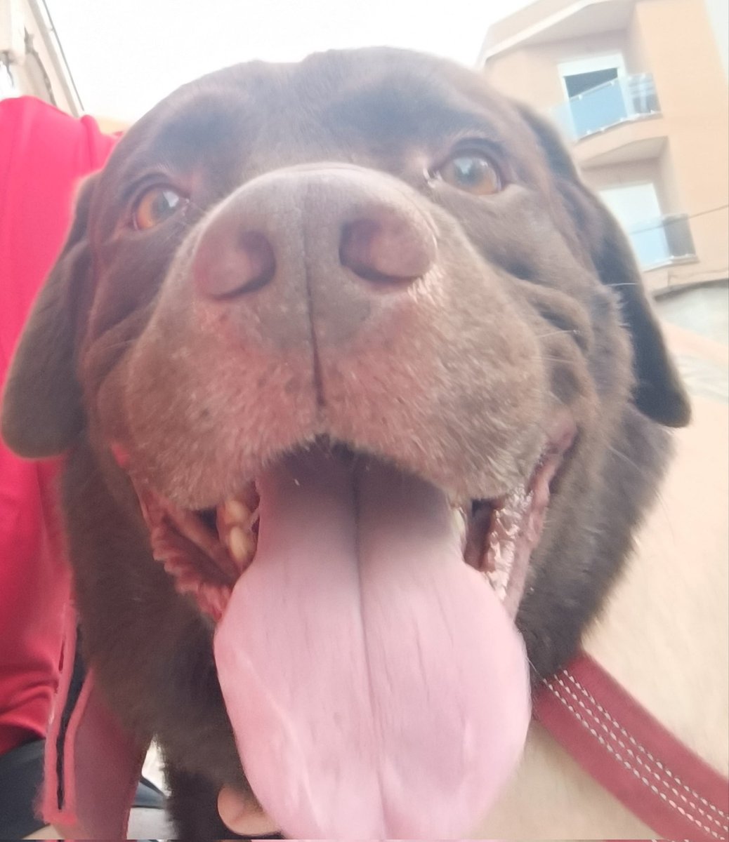 kike078713's tweet photo. @twperritos #micampeon 😍 https://t.co/u3qGKb97Fz