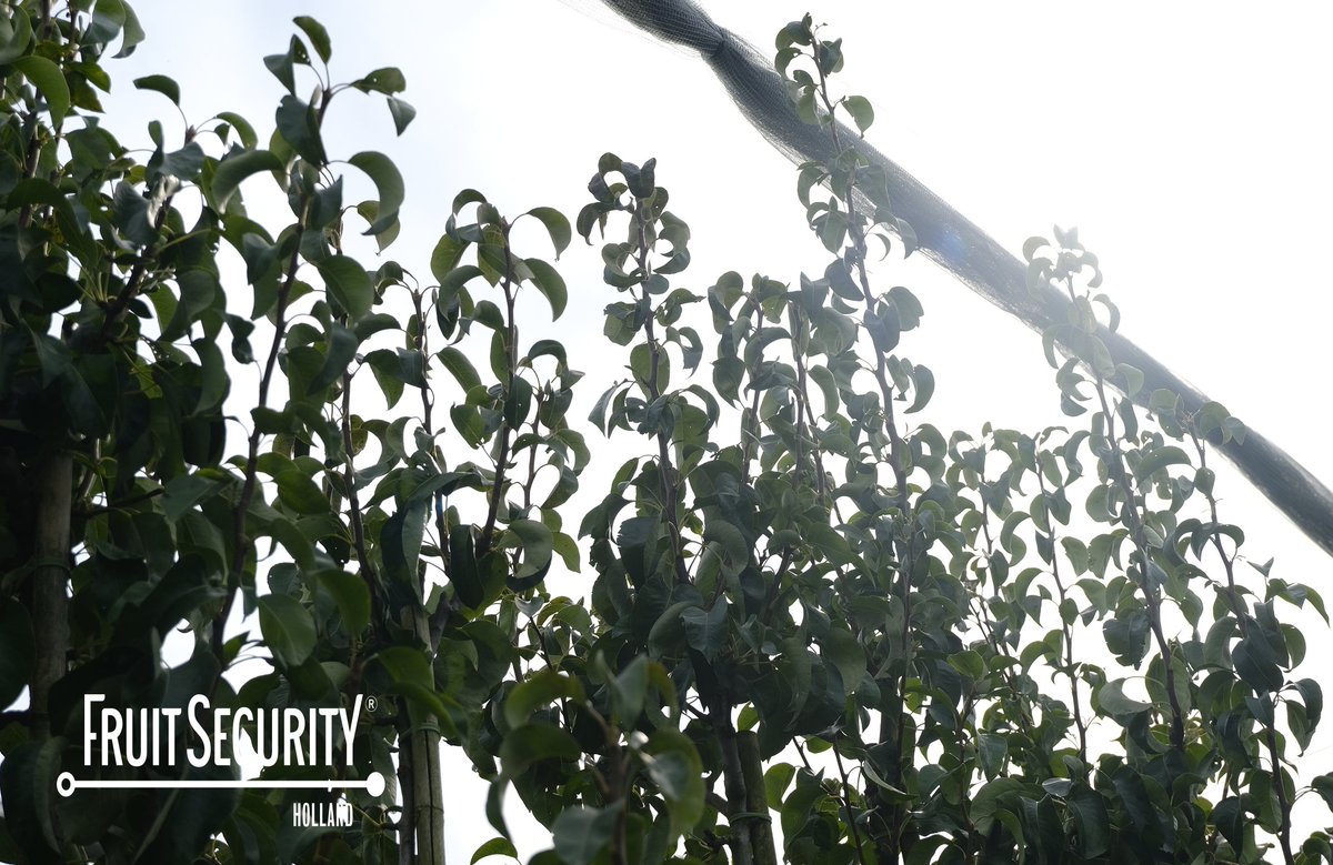 FruitSecurity's tweet photo. #pearharvest #hailnetting https://t.co/9HdWgDUFpk
