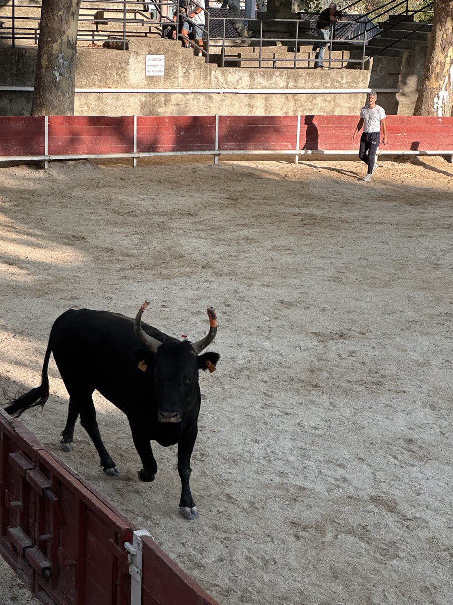 BaubryR's tweet photo. Retour sur la course camarguaise de samedi à Eyguières avec l’école taurine la bouvine et la manade Agu. 🐂
Toujours un plaisir d’assister à ces courses qui honorent l’art taurin de la région !
🌐https://t.co/WDdVPOGzXn
#circo1315 #manade #course https://t.co/IFp8r2alp1