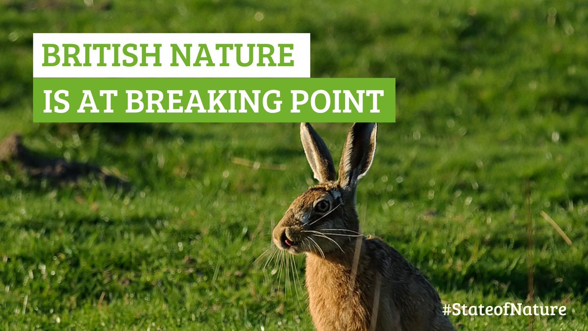 Naturewatch_org's tweet photo. The 2023 #StateOfNature report is here. 📣  

Experts from 60+ nature organisations have joined with government agencies to show the state of UK nature on land and at sea. 🌊⛰️

Read the full report here: https://t.co/1enPMwjl3U https://t.co/WdQSoaev8C