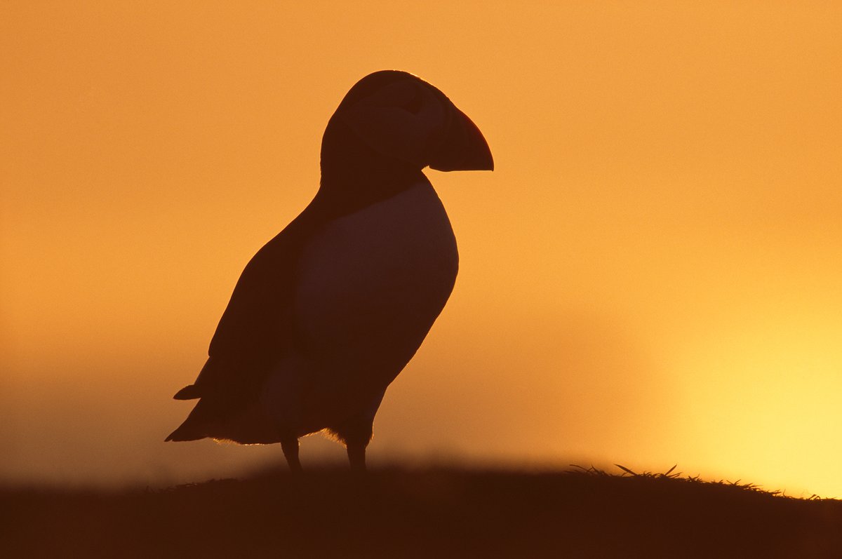 The new #StateOfNature has revealed a dire picture of UK nature.

With many precious species and habitats in decline, something must change.

We need action, and that's exactly what we'll be calling for.

Read the report now: bit.ly/3RCFuH1

📸 Chris Gomersall