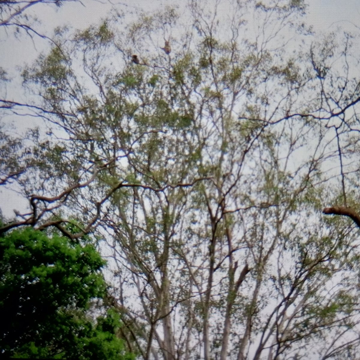 talkingkoala's tweet photo. 🙏🐨💖🤗 Little Legs is getting very confident on his own and is doing a great job following how mum Coral does things 💕😍🥰 like stretching for those leaves 😱😁 high up in the tops of the tree https://t.co/z6hDNCOITH
