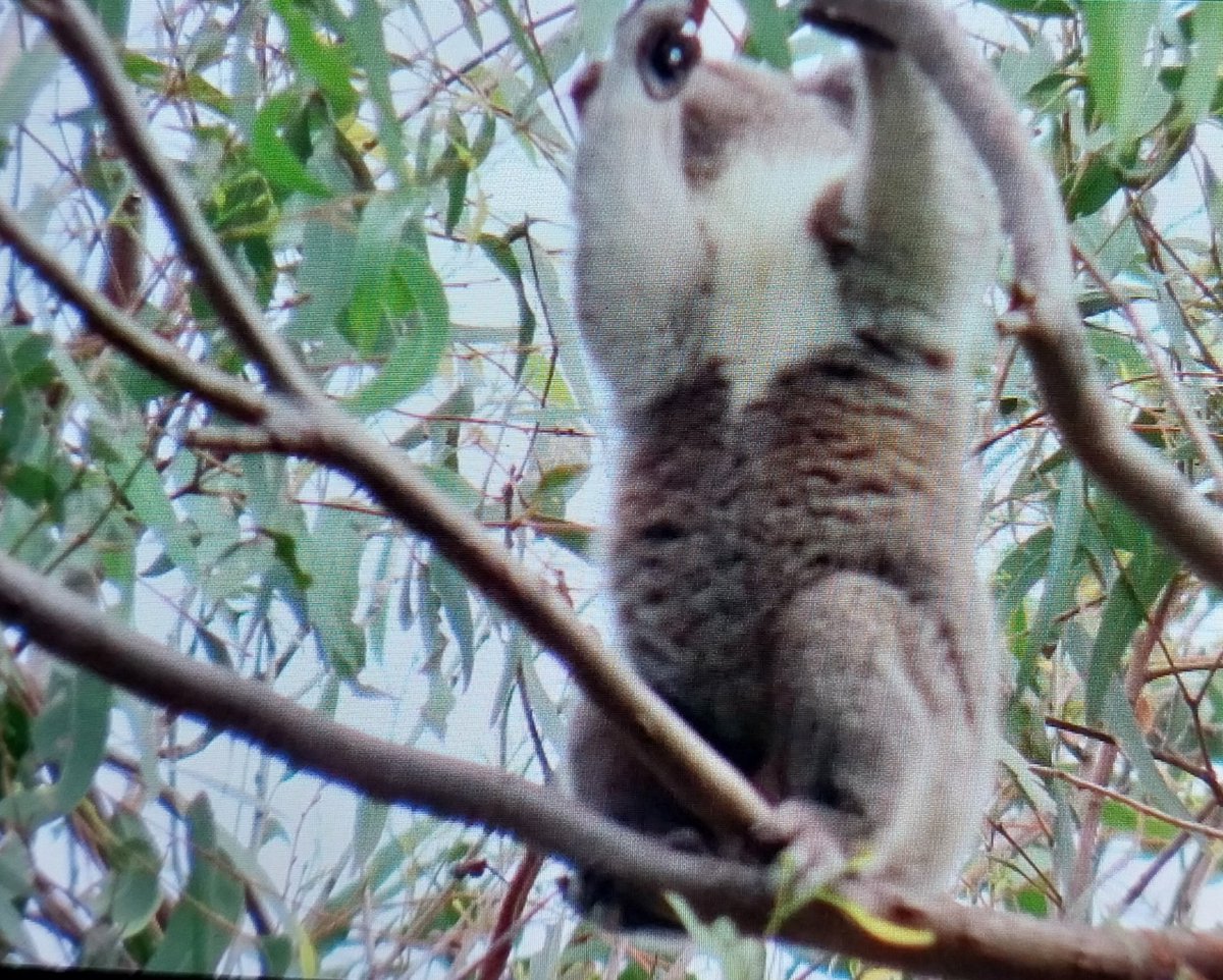 talkingkoala's tweet photo. 🙏🐨💖🤗 Little Legs is getting very confident on his own and is doing a great job following how mum Coral does things 💕😍🥰 like stretching for those leaves 😱😁 high up in the tops of the tree https://t.co/z6hDNCOITH