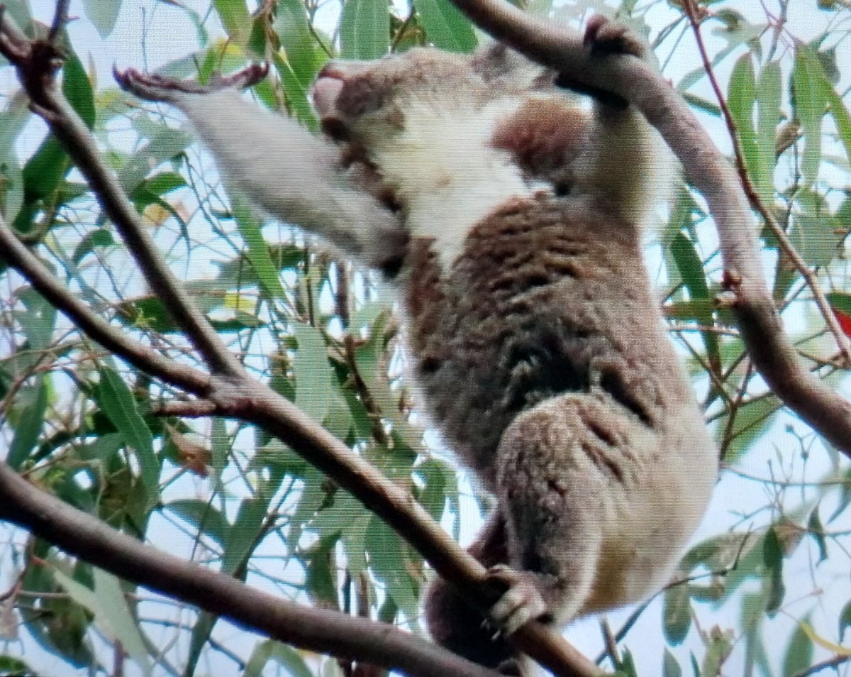 talkingkoala's tweet photo. 🙏🐨💖🤗 Little Legs is getting very confident on his own and is doing a great job following how mum Coral does things 💕😍🥰 like stretching for those leaves 😱😁 high up in the tops of the tree https://t.co/z6hDNCOITH
