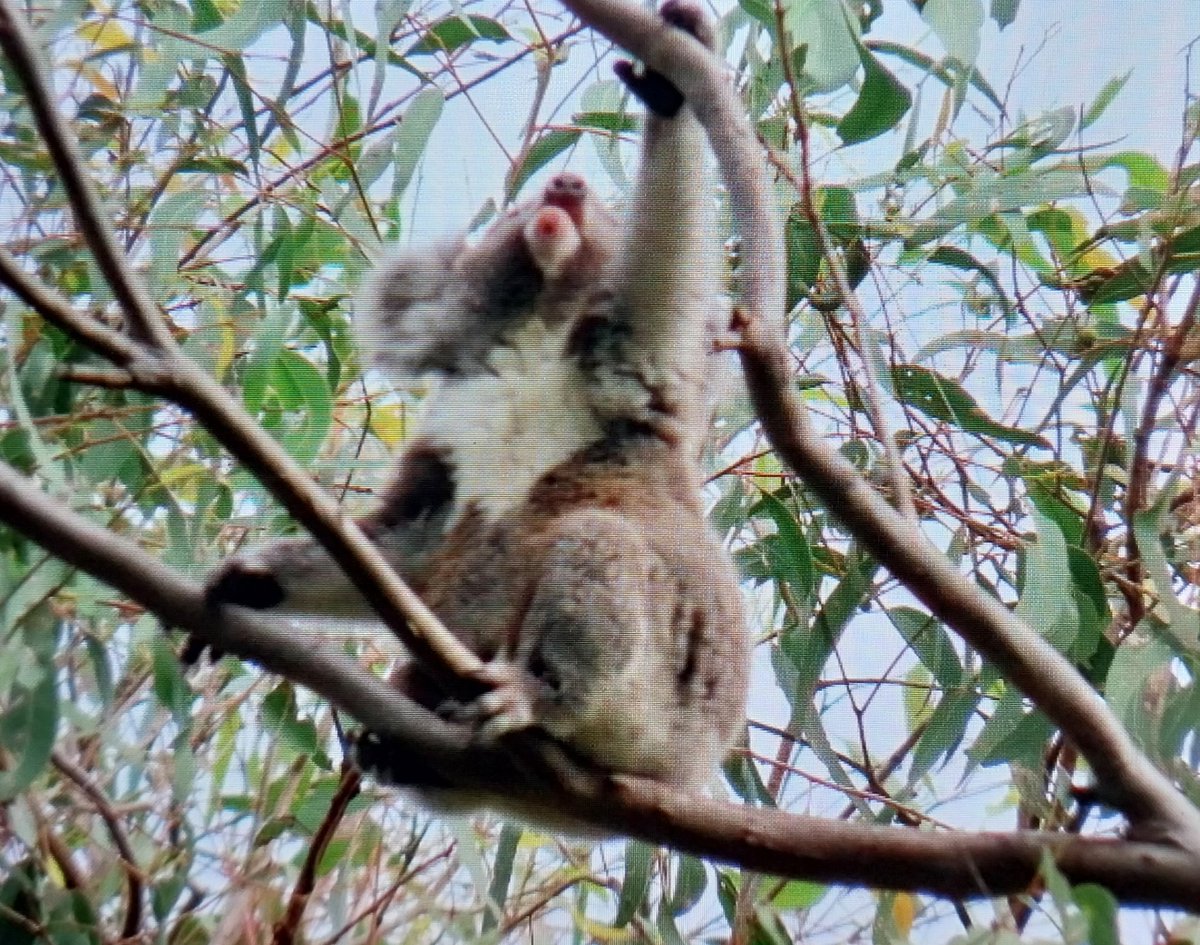 talkingkoala's tweet photo. 🙏🐨💖🤗 Little Legs is getting very confident on his own and is doing a great job following how mum Coral does things 💕😍🥰 like stretching for those leaves 😱😁 high up in the tops of the tree https://t.co/z6hDNCOITH
