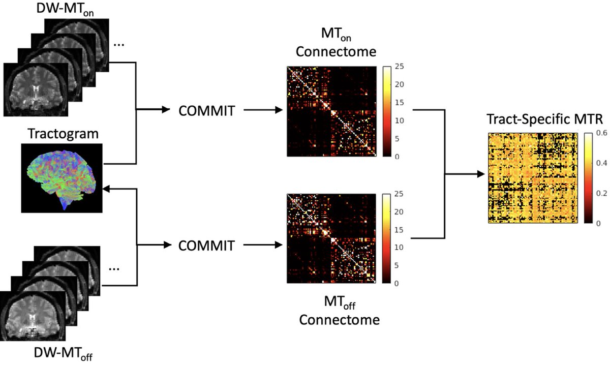 Imaging Neuroscience tweet media