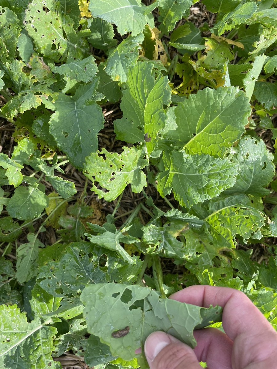 Todd Jex tweet media