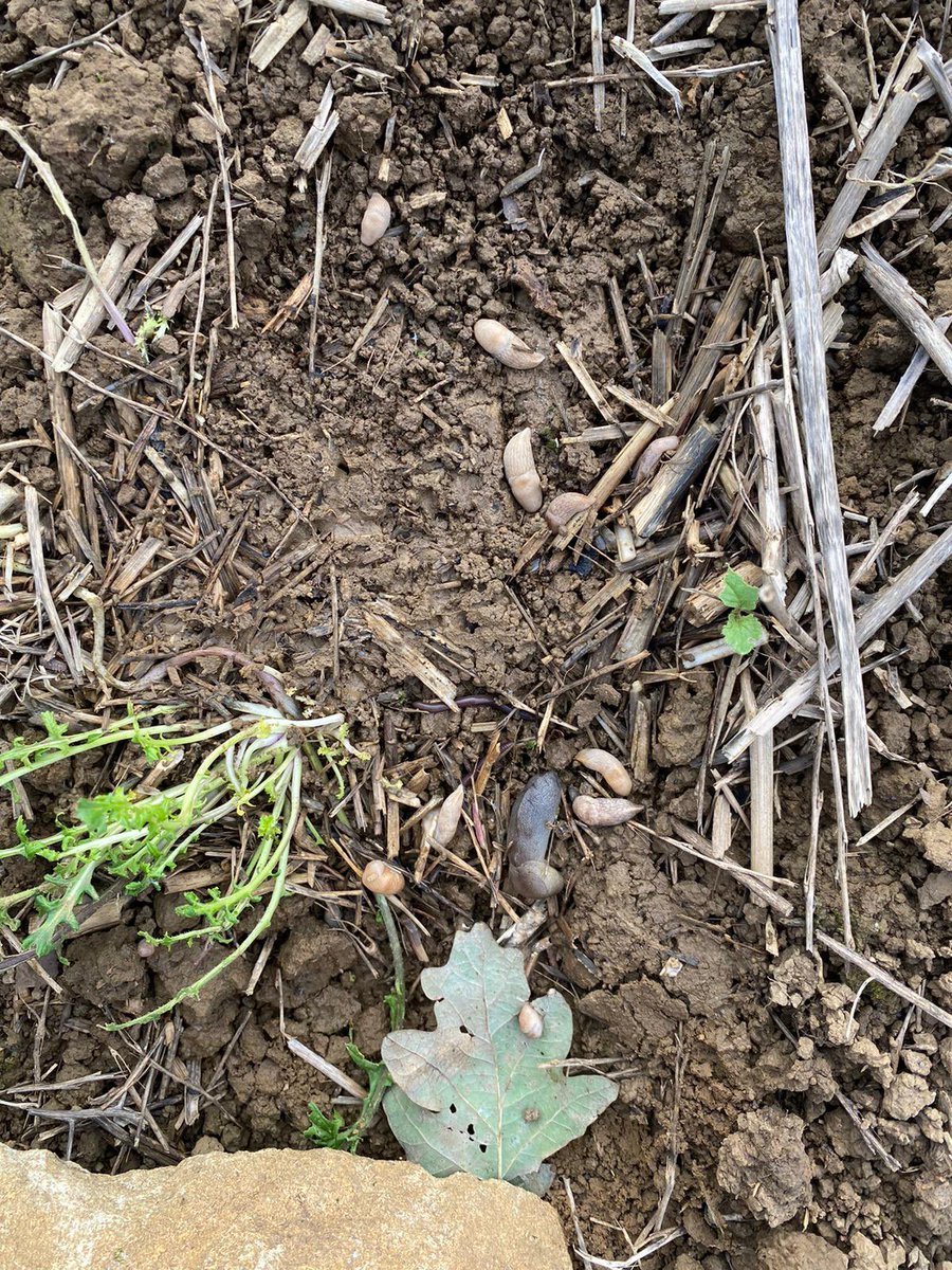 Todd Jex tweet media