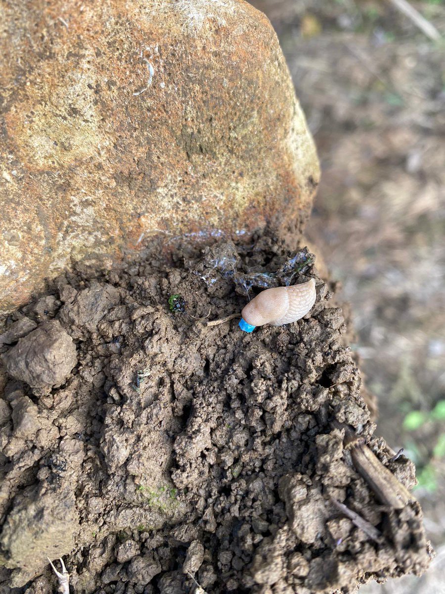 Todd Jex tweet media