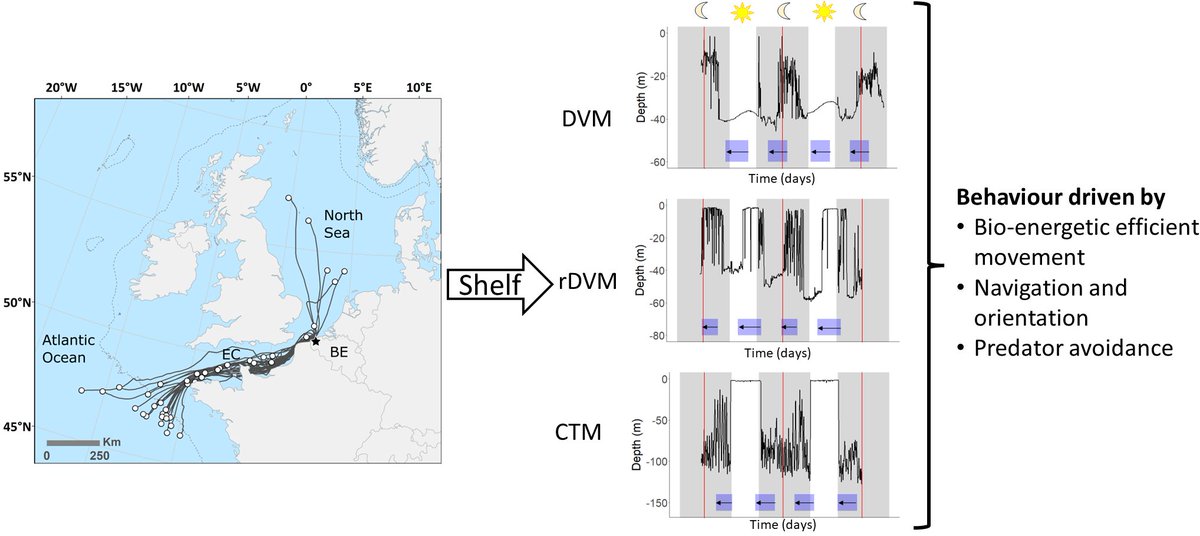 VerhelstPJ's tweet photo. New paper on vertical movement of #eels on the #shelf in @STOTEN_journal. Not only did we observe the well-known DVM, eels also had reverse DVM and circa-tidal patterns. Behaviour probably linked to bio-energetics, navigation &amp; predator avoidance. https://t.co/p4UxUZfR62 https://t.co/LwpZkajpQZ