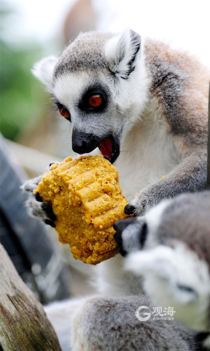 loveqingdao's tweet image. As the #MidAutumnFestival approaches, the staff at #Qingdao Forest Wildlife World have specially prepared #mooncakes for ring-tailed lemurs, Asian elephants, and hippos using their favorite foods, giving the chance to enjoy the holidays just like us. #QingdaoStories