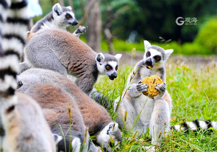 loveqingdao's tweet image. As the #MidAutumnFestival approaches, the staff at #Qingdao Forest Wildlife World have specially prepared #mooncakes for ring-tailed lemurs, Asian elephants, and hippos using their favorite foods, giving the chance to enjoy the holidays just like us. #QingdaoStories