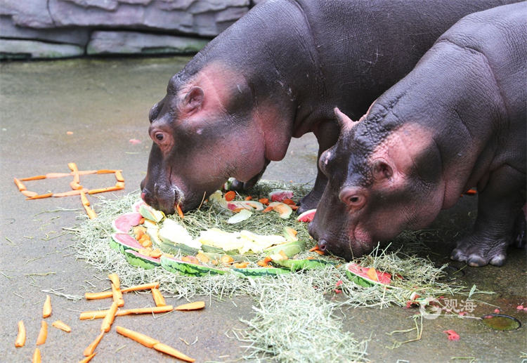 loveqingdao's tweet image. As the #MidAutumnFestival approaches, the staff at #Qingdao Forest Wildlife World have specially prepared #mooncakes for ring-tailed lemurs, Asian elephants, and hippos using their favorite foods, giving the chance to enjoy the holidays just like us. #QingdaoStories