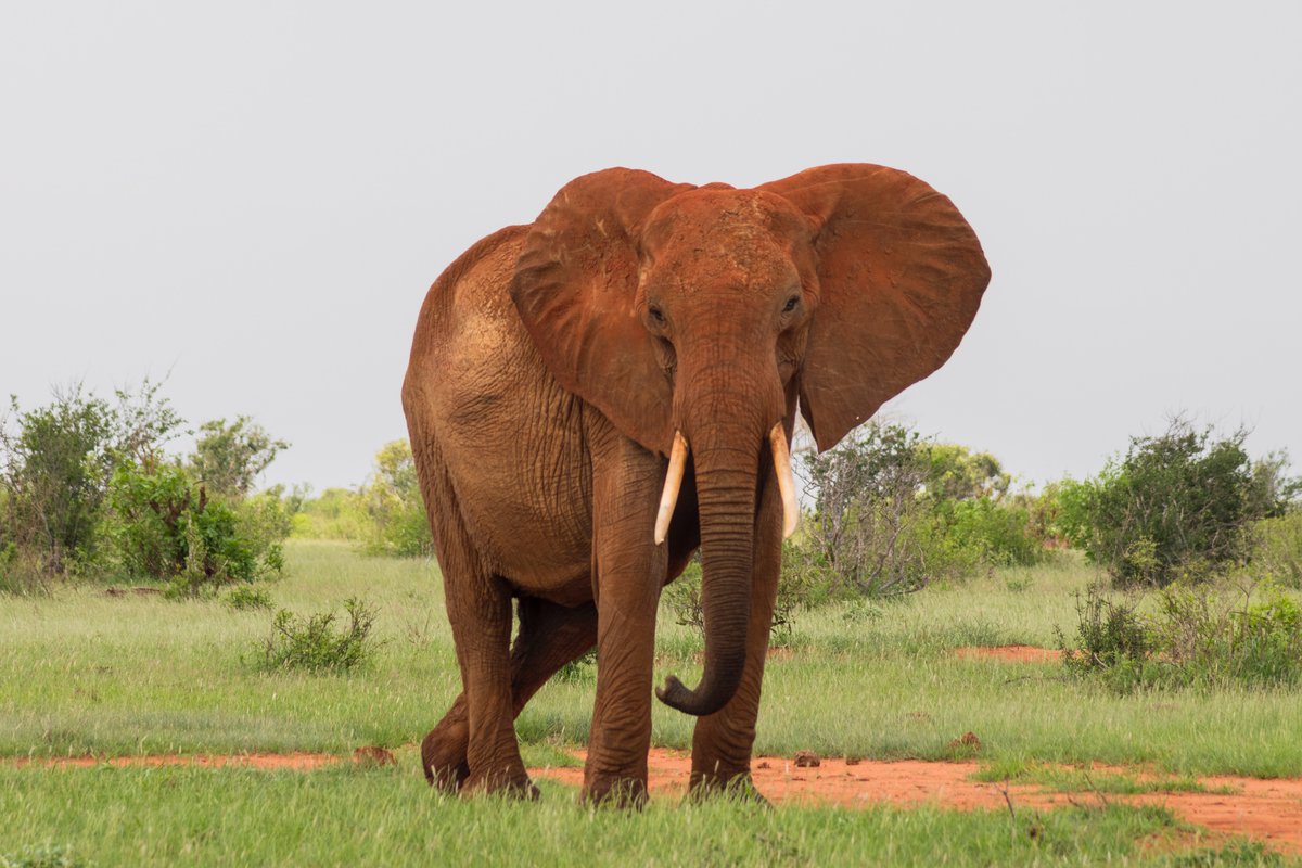 ToAfriKa1's tweet photo. Experience a thrilling wildlife safari through the expansive Tsavo East, where you can immerse yourself in breathtaking scenery and encounter an abundance of wildlife.

For bookings: 
📲+254 – 748 717 387
📧info@toafrika.com

#tsavo #wildlife #safari #magicalkenya #wordtourismday https://t.co/MGIUVieqiU