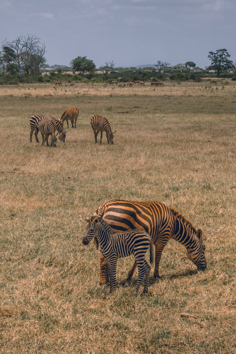 ToAfriKa1's tweet photo. Experience a thrilling wildlife safari through the expansive Tsavo East, where you can immerse yourself in breathtaking scenery and encounter an abundance of wildlife.

For bookings: 
📲+254 – 748 717 387
📧info@toafrika.com

#tsavo #wildlife #safari #magicalkenya #wordtourismday https://t.co/MGIUVieqiU
