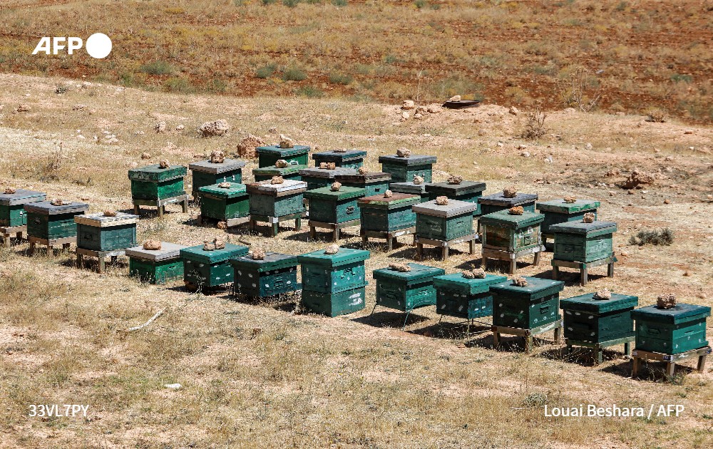 في أرض شبه قاحلة لولا عدد قليل من الأشجار قرب #دمشق، يعاين إبراهيم ضميرية قفران النحل بحثاً عن العسل الذي انحسر إنتاجه، على وقع النزاع الدامي وتبعات التغير المناخي.

u.afp.com/ivzg #فرانس_برس

✍️ <a href="/Maher_mon/">Maher Al Mounes</a>