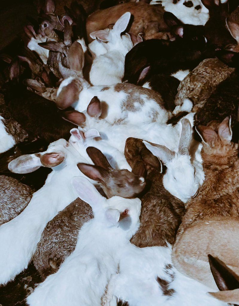 Let's come get White Rabbit Meat at large Scale and also Farming.
  #الضمان_الاجتماعي_المطورl #largescale #Rabbits #Meat #foodlover #KenyanBusinesses
