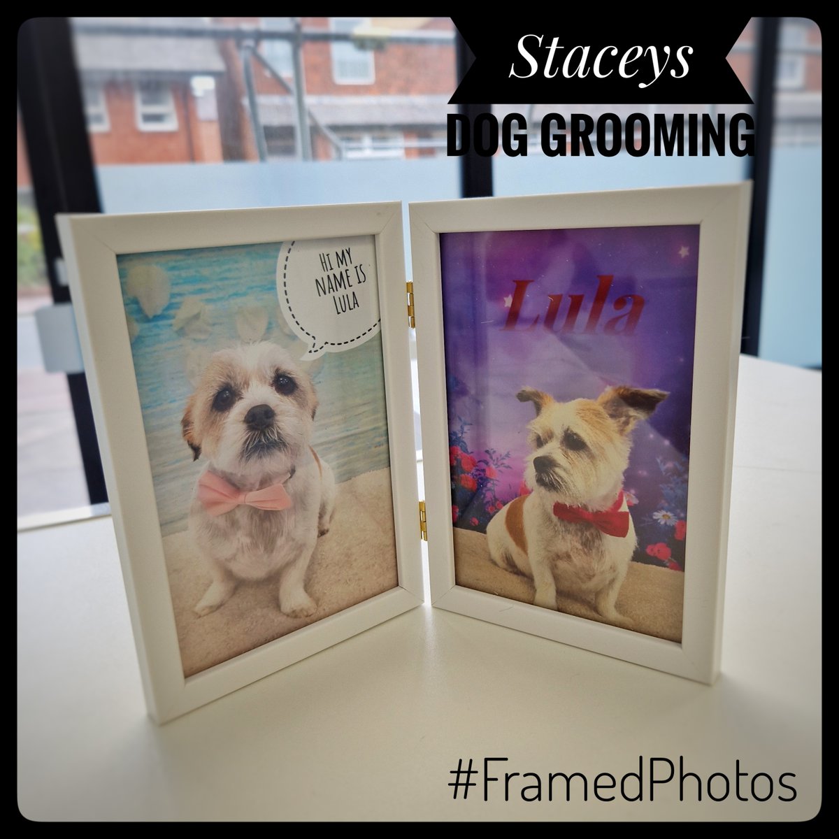staceysdoggroom's tweet image. Did you know we do photography here, Great position to do so right after your dog has been groomed before they can ever get chance to roll around and rub against anything! We also sell #FramedPhotos

#StaceysDogGrooming #DogGrooming #Dogs #Pets #Leyland #Chorley #BuckshawVillage