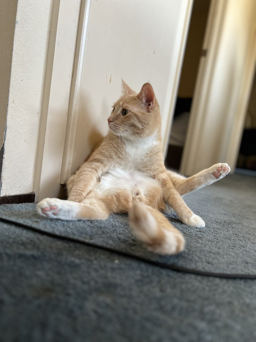 AcenVal's tweet image. Spent 400 dollars taking this guy to the emergency pet hospital cause he couldn’t pee right 😢