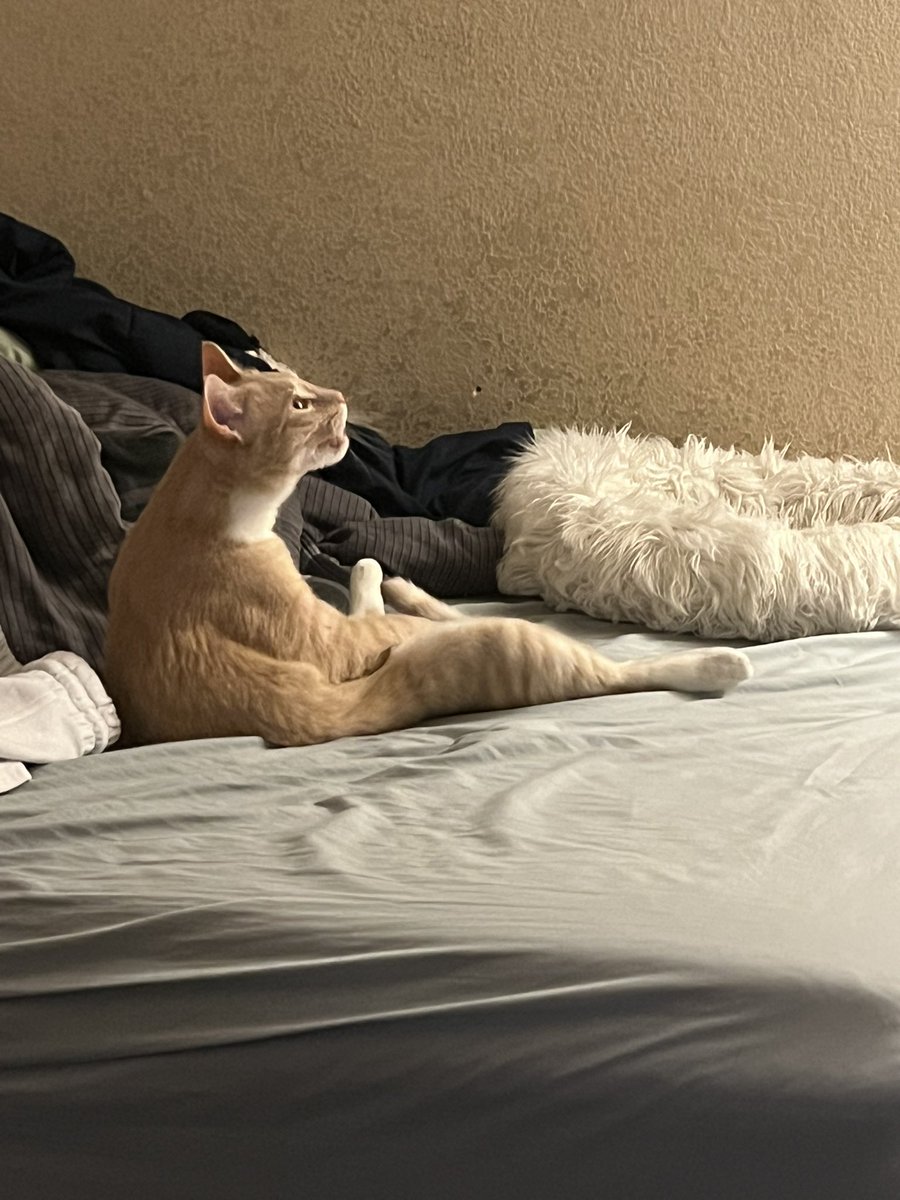 AcenVal's tweet image. Spent 400 dollars taking this guy to the emergency pet hospital cause he couldn’t pee right 😢