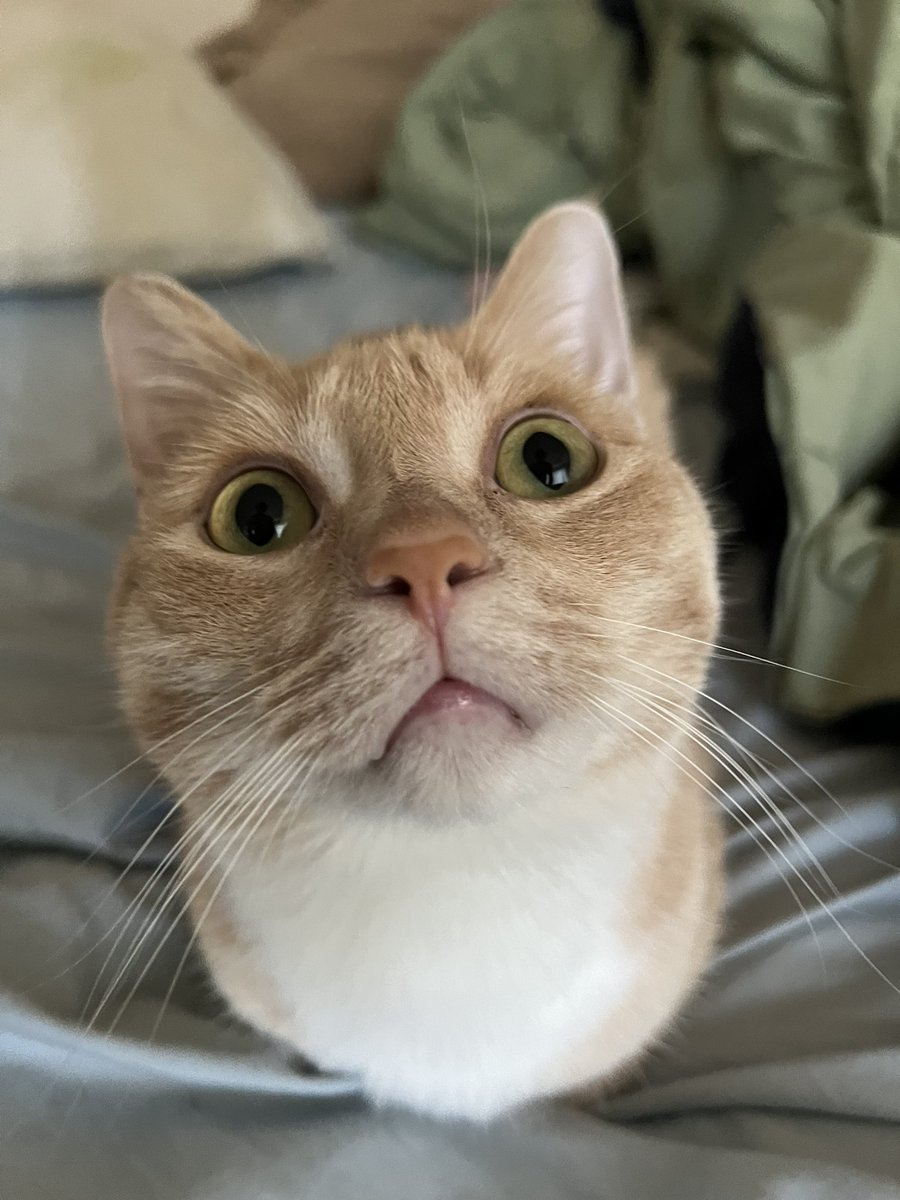 AcenVal's tweet image. Spent 400 dollars taking this guy to the emergency pet hospital cause he couldn’t pee right 😢