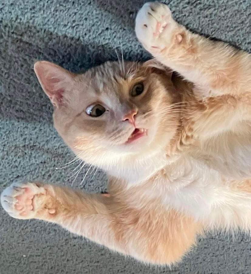 AcenVal's tweet image. Spent 400 dollars taking this guy to the emergency pet hospital cause he couldn’t pee right 😢