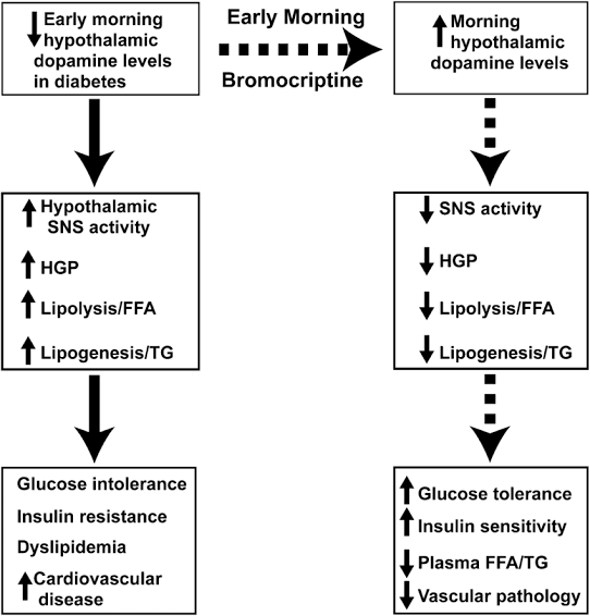 modernHealthMe's tweet photo. @simplify_drugs #Bromocriptine MOA in Type 2 #Diabetes https://t.co/40yhUxwl6X