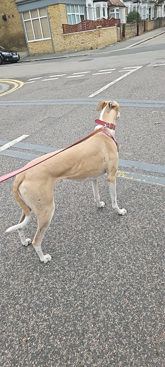 Meg has to do the school run... and the children have to see their dog. She's one in a million and I love her so much... #retirednotrescued #lovedafterracing #greyhoundsmakegreatpets