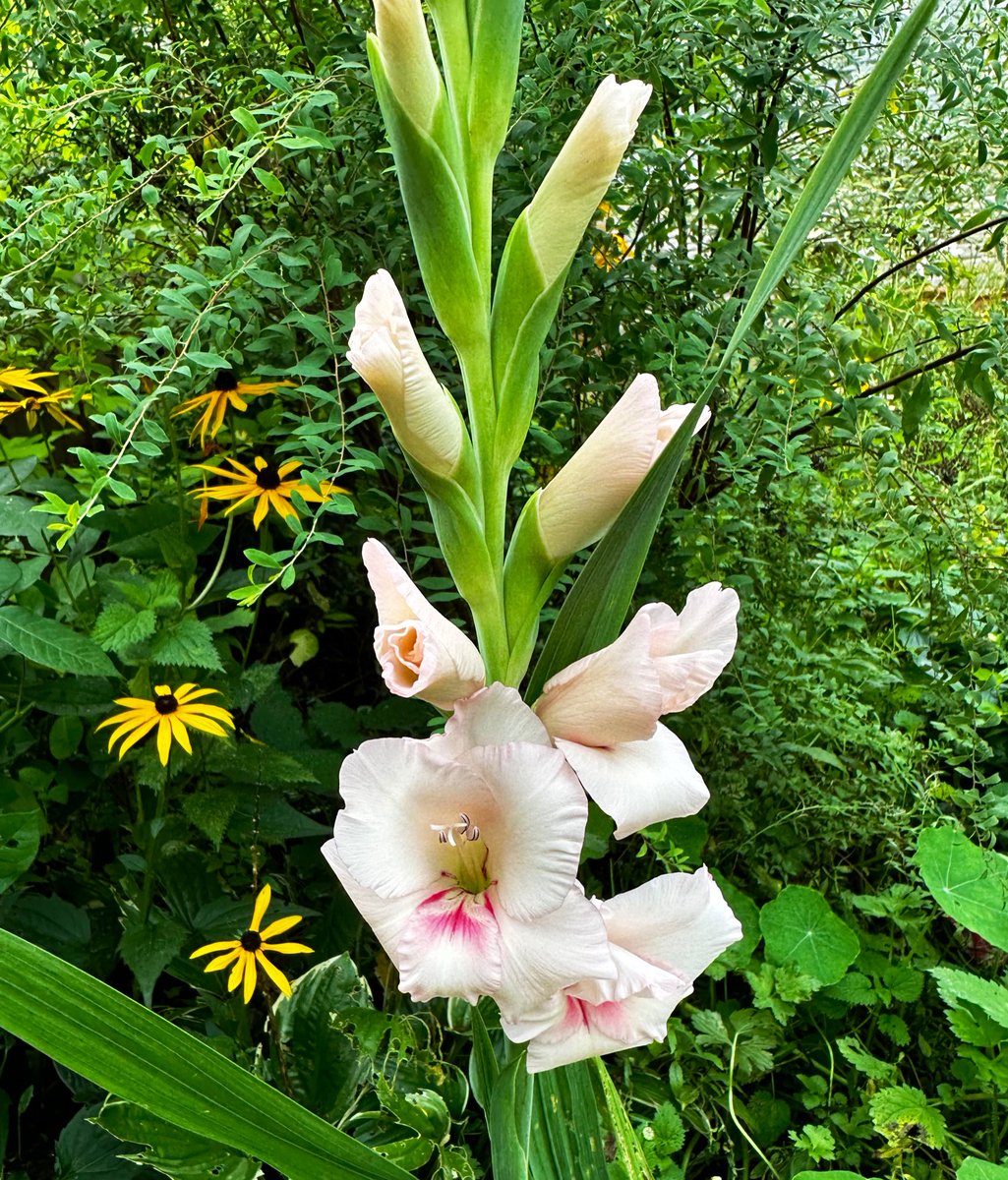 Morning all. #gardening #flowers