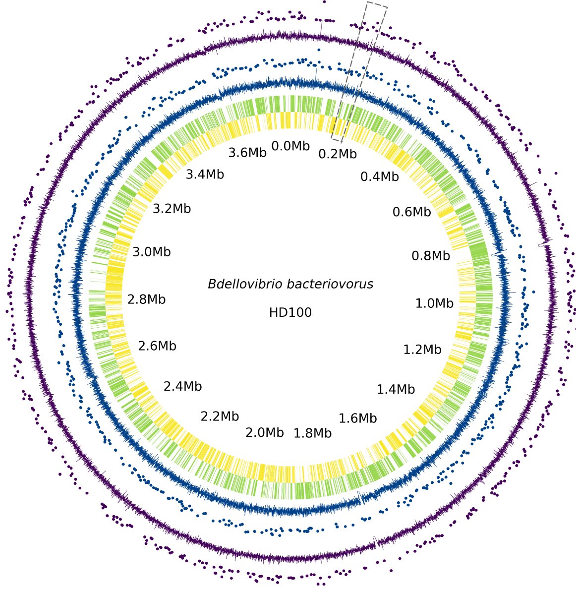 Vikram Alva (@vikram_alva) on Twitter photo 🔬New insights on bacterial histones! 🧬 Our study, led by Yimin Hu & @SammyBoterhammy, shows that in Bdellovibrio bacteriovorus, HBb bends DNA uniquely, differently from eukaryotic & archaeal histones. Great collaboration with Birte Hernandez, <a href="/DameLab/">Remus T. Dame</a>. @MPIBio <a href="/LeidenScienceEN/">LeidenScience ENG</a> 🔬New insights on bacterial histones! 🧬 Our study, led by Yimin Hu & @SammyBoterhammy, shows that in Bdellovibrio bacteriovorus, HBb bends DNA uniquely, differently from eukaryotic & archaeal histones. Great collaboration with Birte Hernandez, <a href="/DameLab/">Remus T. Dame</a>. @MPIBio <a href="/LeidenScienceEN/">LeidenScience ENG</a>