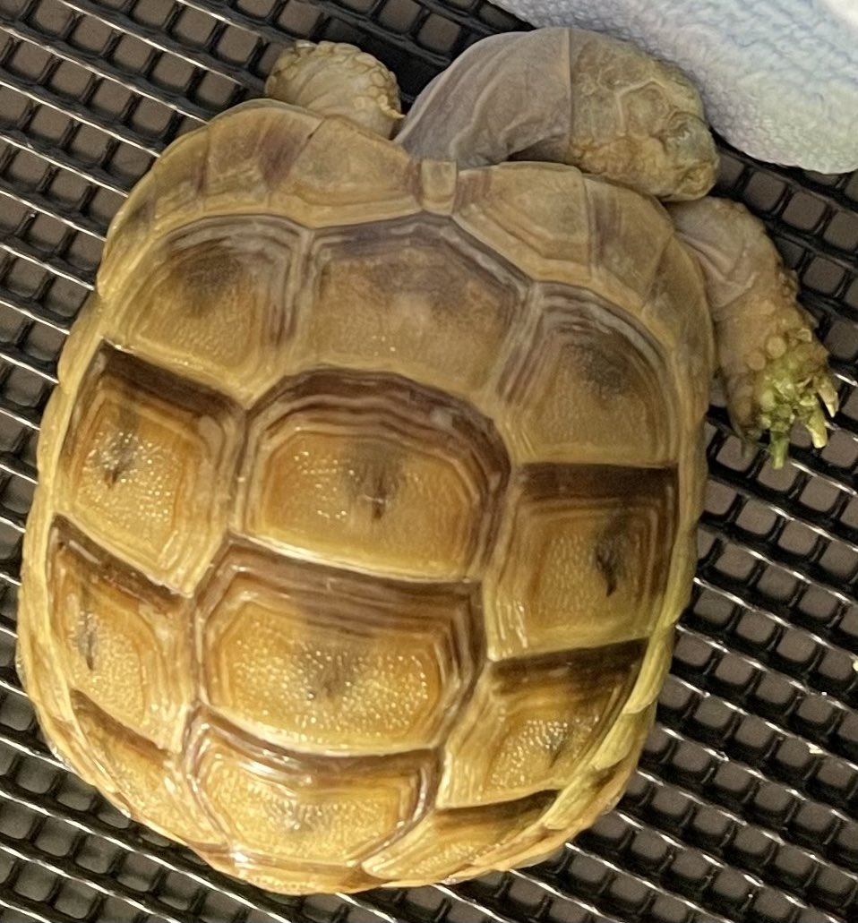 くび　もげた(੭ ᐕ))？

#イエローアラブギリシャリクガメ #ゴールデンアラブギリシャリクガメ #GoldenGreekTortoise #TestudoGraeca #tortoise