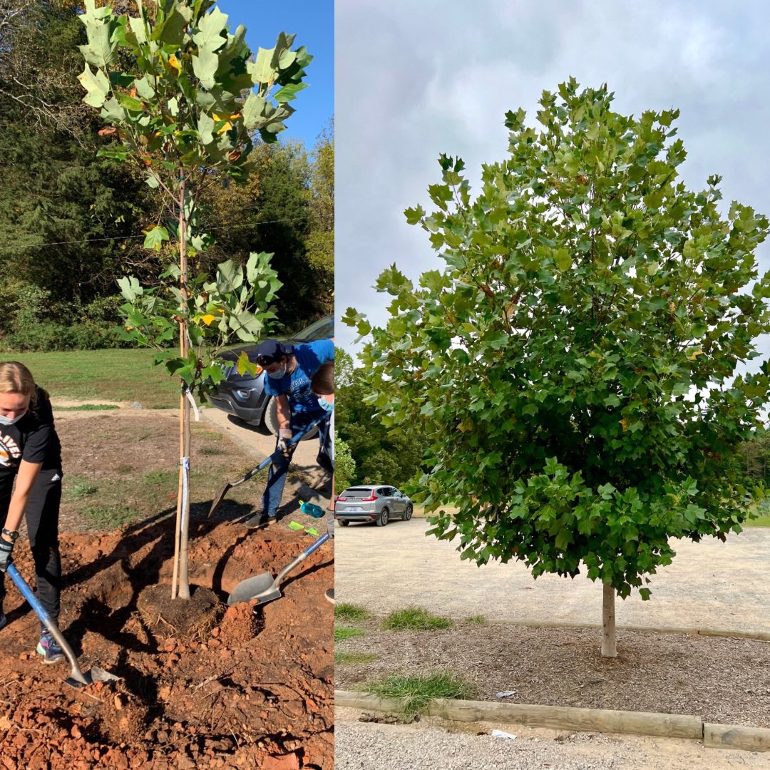 TreesDavidson tweet media