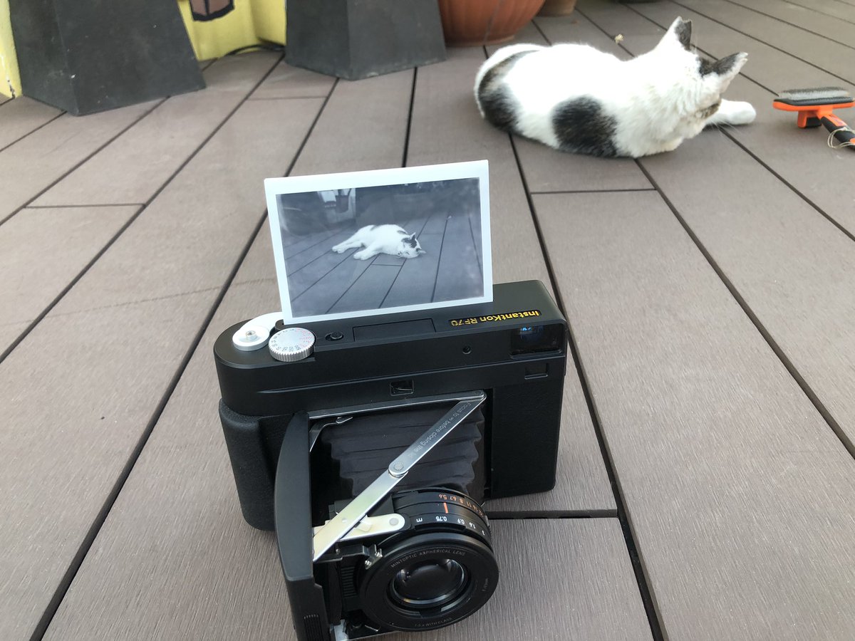 zuruo2's tweet image. キツネちゃん

 #rf70  #instakonrf70 #mintcamera