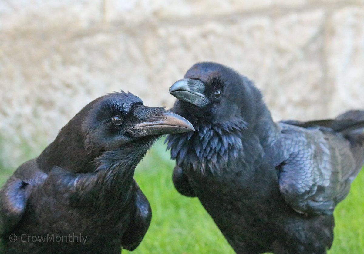 CrowMonthly's tweet photo. “Singing to my love.” https://t.co/cHonJdDujf