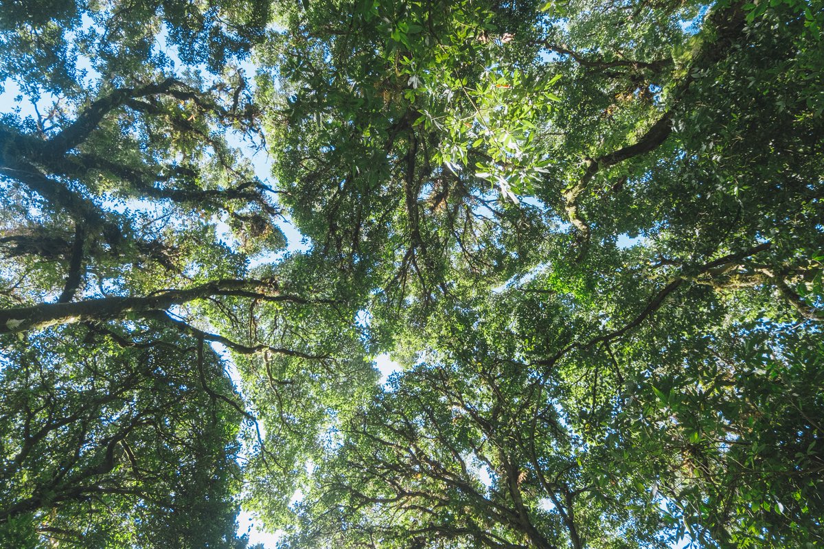 Champ_nitirak's tweet photo. กิ่วแม่ปาน 🌿🌲
.
ดอยอินทนนท์ เชียงใหม่
Fujixt1/ xc 16-50mm
#nitirak
#รีวิวเชียงใหม่ #รีวิว #ดอยอินทนนท์ #กิ่วแม่ปาน #fujifilm_xseries #fujifilm #fujixt1 #fujifilmxt1 https://t.co/upJ6b9C9o4