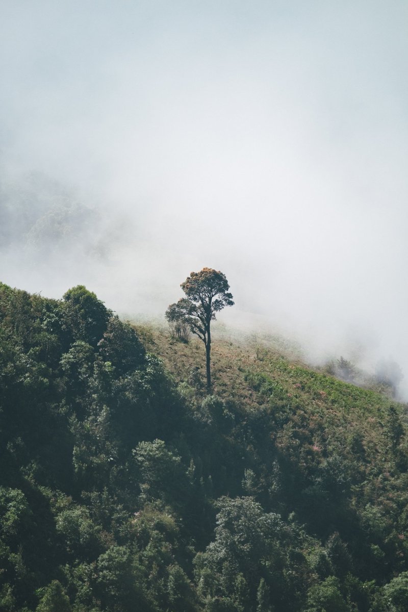Champ_nitirak's tweet photo. กิ่วแม่ปาน 🌿🌲
.
ดอยอินทนนท์ เชียงใหม่
Fujixt1/ xc 16-50mm
#nitirak
#รีวิวเชียงใหม่ #รีวิว #ดอยอินทนนท์ #กิ่วแม่ปาน #fujifilm_xseries #fujifilm #fujixt1 #fujifilmxt1 https://t.co/upJ6b9C9o4