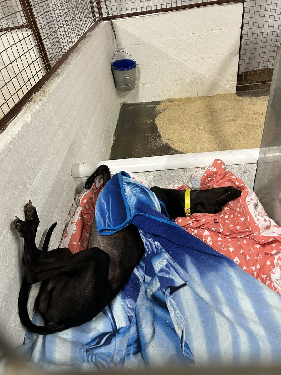 No £150k campaign budgets, no fancy PR agencies photoshopping images just me with an iPhone showing Signet Batman completely content and happy before daily exercise starts.
We’re all looking forward to welcoming our local Blue Cross when they get chance to visit.