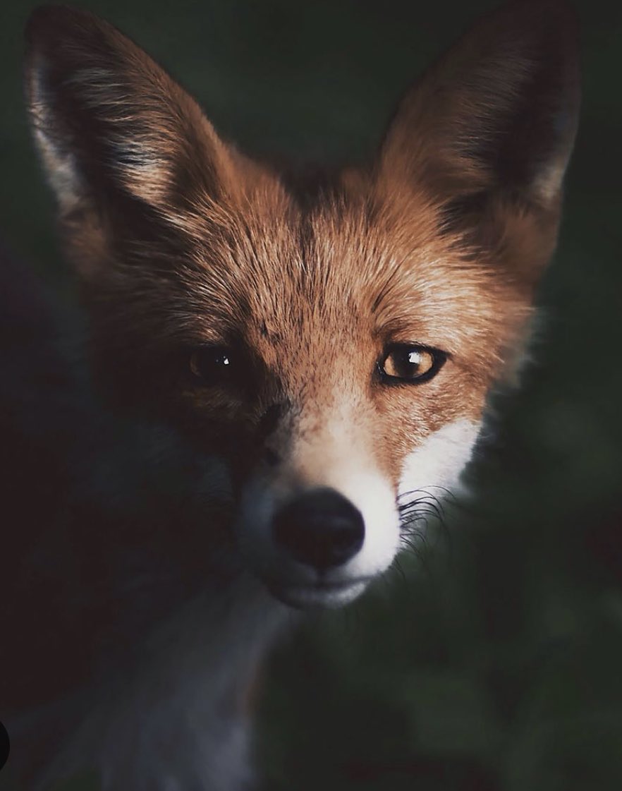 🦊🌳🍂