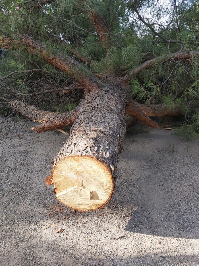 AngeloBonelli1's tweet photo. Un golpe contro la natura !
Il partito della Meloni ha approvato ieri sera un emendamento che prevede di tagliare alberi senza autorizzazione, al fine di rilanciare l’industria del legno, nei boschi, nei parchi, nei giardini e non risparmiano nemmeno gli alberi monumentali.
🤮🖕 https://t.co/5ARVsKUIRs