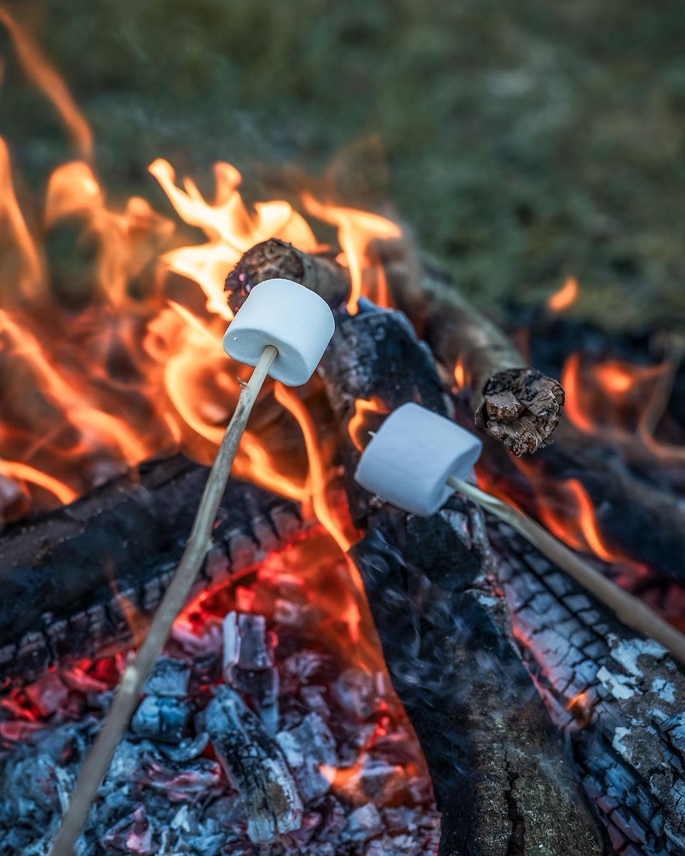 Elephant Pepper Camp tweet media