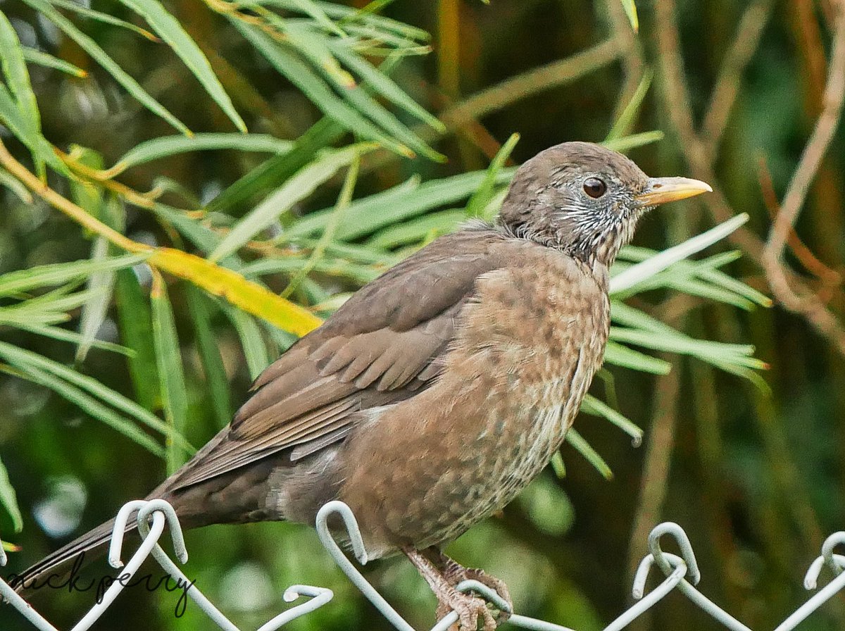 nickyperry82's tweet photo. GM #TwitterNatureCommunity iv still not see many #thrushes how about you? Please share your thrush pics for the #ThrushThursday thread I'll repost them all👍 #TwitterNaturePhotography #birdphotography #BirdsSeenIn2023 #BirdsOfTwitter #wildlifephotograph #NatureTherapy #birding https://t.co/4thaNR2HBy