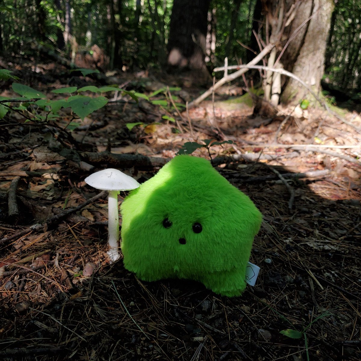 sucklet7's tweet photo. moss moss moss. moss, moss. moss moss. ππ.
#mosslet. #itemlabel. #mushroomlet. https://t.co/ftIhNUiAsA