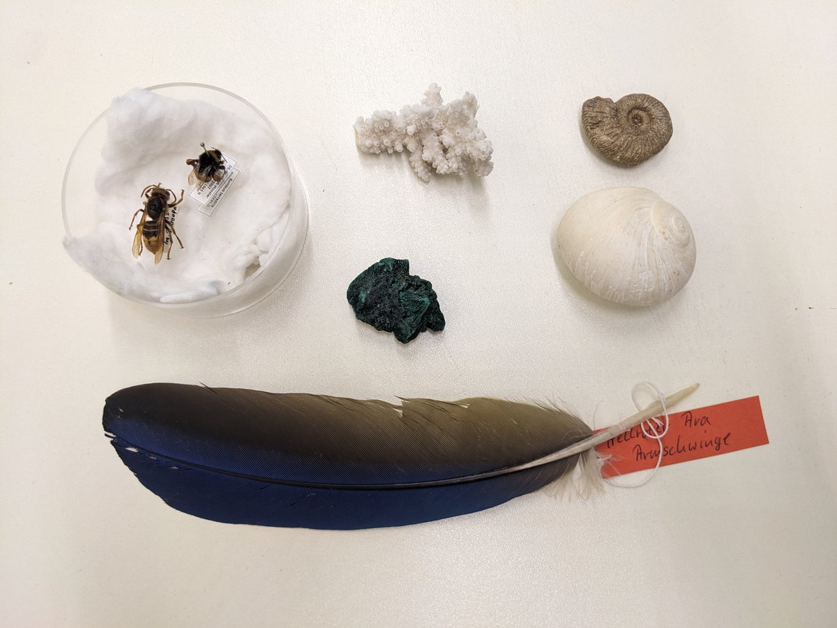 Nächsten Freitag in Münster: "Zugang gestalten! Hindernisse überwinden". Freut Euch auf einen Workshop zu neuen Perspektiven auf naturkundliche Objekte vom @mfnberlin mit @SvMering und Marlene Bart.
zugang-gestalten.org/programm-2023/…

#Zuganggestalten23 #collection_future

📸@SvMering