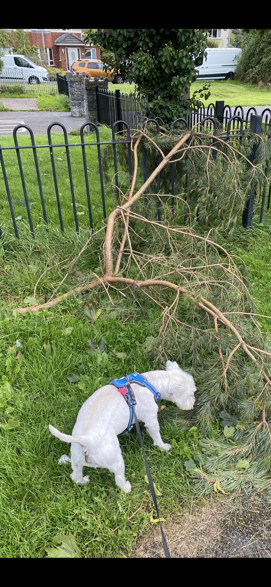 I’m out assessing the damage that #StormAgnes did…. She broke some trees and left the footpath impassable!! Wasn’t very nice of her!!!