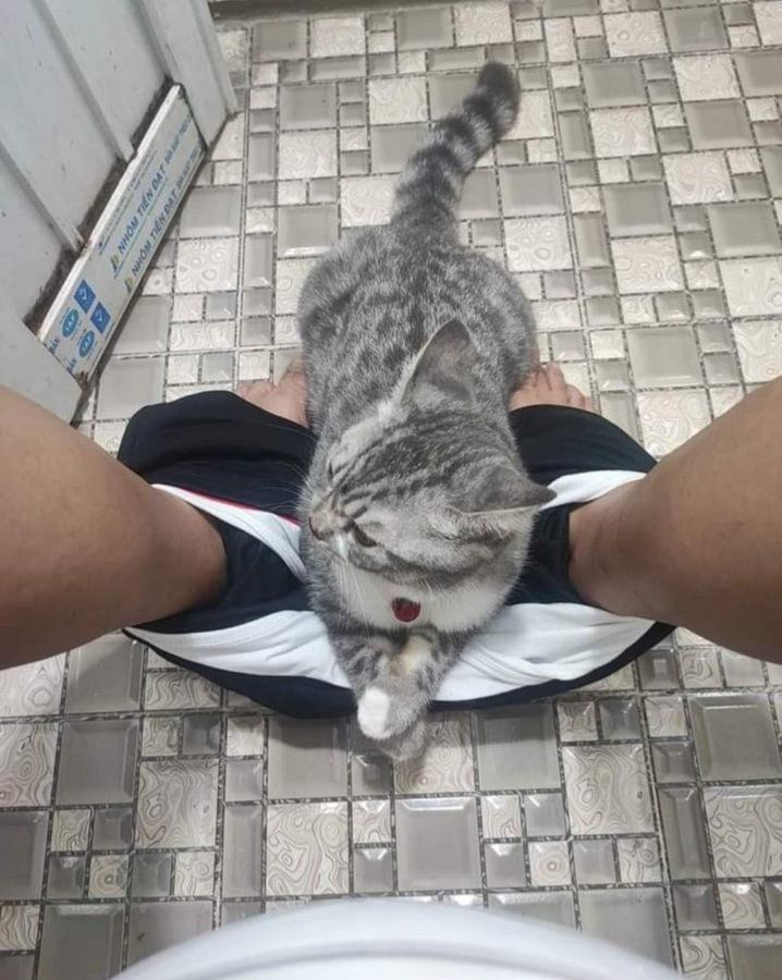 ShouldHaveCat's tweet photo. https://t.co/yPQgtilVRc