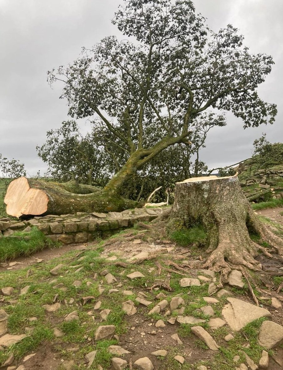 Just been sent this - absolutely horrific that the iconic Sycamore Gap tree has been felled.