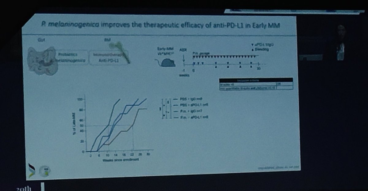 Tommaso Perini (@tom_perini) on Twitter photo Bacteria come to help! Great presentation by <a href="/Lauracgr001/">Laura Cogrossi</a> on probiotics to prevent sMM progression #IMS23 Bacteria come to help! Great presentation by <a href="/Lauracgr001/">Laura Cogrossi</a> on probiotics to prevent sMM progression #IMS23