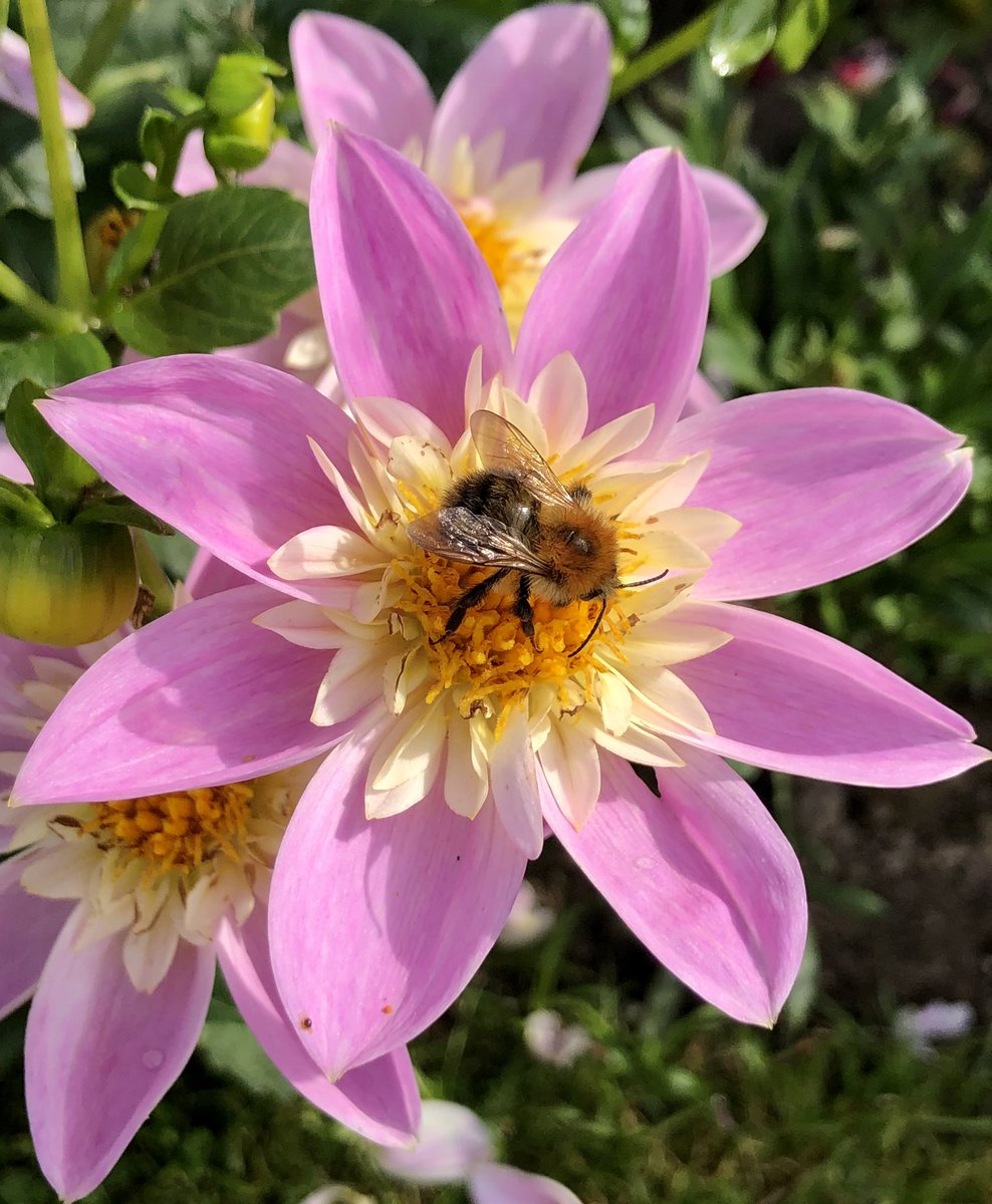 Bees enjoying the dahlias 🌸🐝#DailyDahlia #DahliaLove #Dahlias #thursdaymorning #Bees #AutumnVibes #Flowers