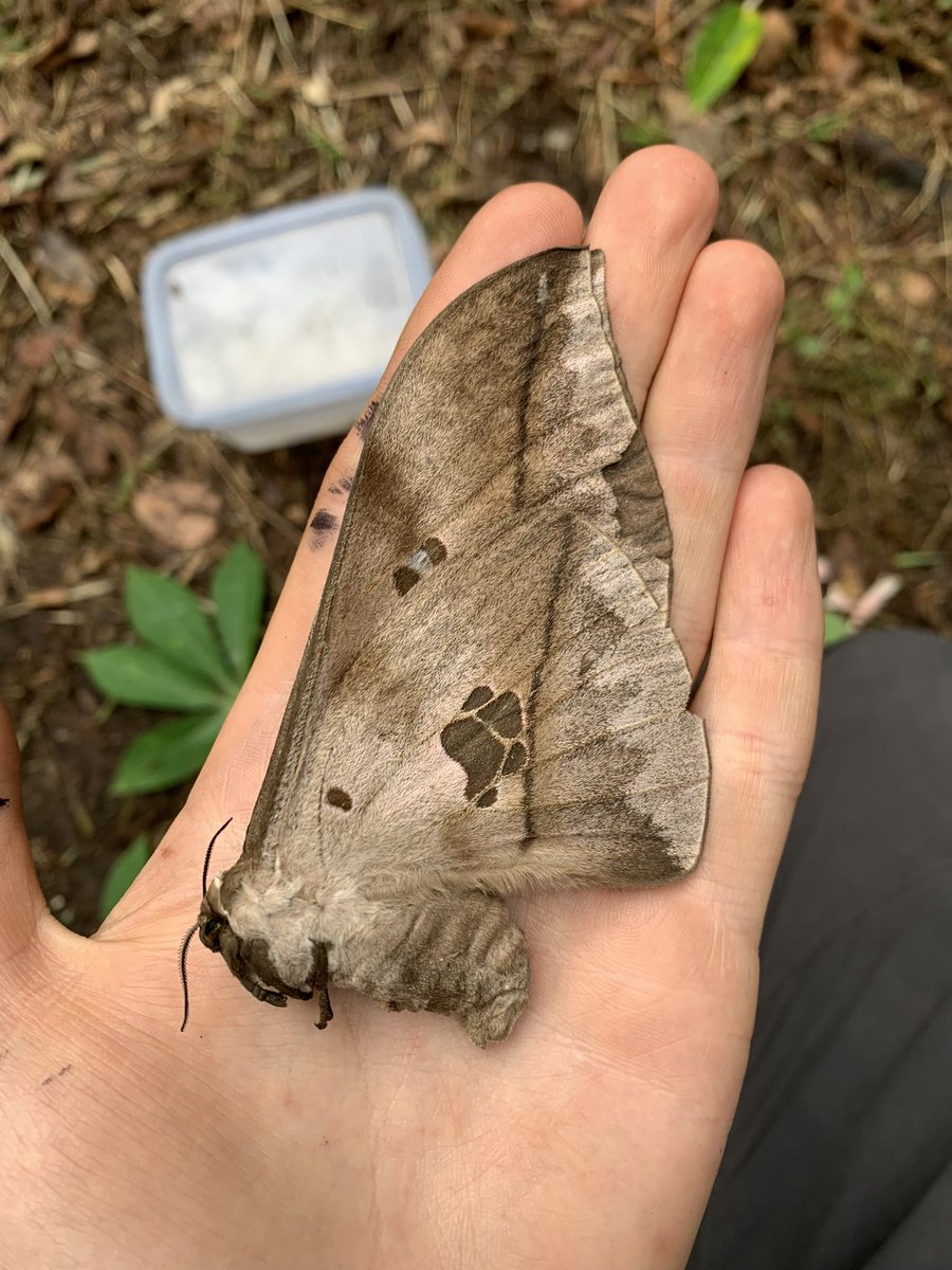Charlie Hackforth (@cnhackforth) on Twitter photo Ask and you shall receive! How about this XXL Lobobunaea sp. which almost took my head off, launching itself directly at my headtorch… Ask and you shall receive! How about this XXL Lobobunaea sp. which almost took my head off, launching itself directly at my headtorch…