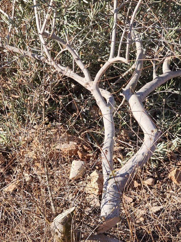 Sarah Wilkinson (@swilkinsonbc) on Twitter photo Israelis cut down 250 Palestinian olive saplings & damage acres of land in Kafr al-Dik in Salfit: the owner is devastated | via <a href="/Face_Of_Darknes/">behind the shadows</a> Israelis cut down 250 Palestinian olive saplings & damage acres of land in Kafr al-Dik in Salfit: the owner is devastated | via <a href="/Face_Of_Darknes/">behind the shadows</a>